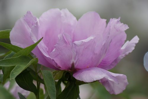 标题:菏泽牡丹(二)