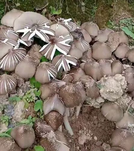 按照习俗你应该和我回云南吃野生菌