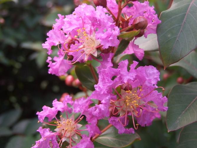 紫薇花清晰超赞美图