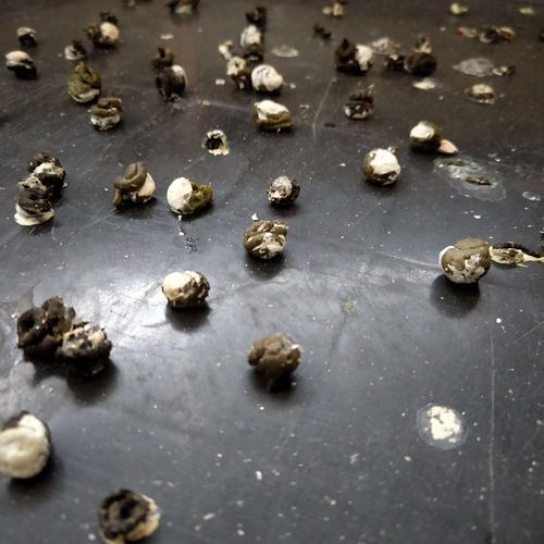 观察结束后,有活力的鸽子进入大棚饲养,首先来看看新入大棚选手的粪便