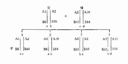 单体型遗传示意图 注:a,b,c,d代表单体型 a1,b8,a2,b35等代表hla基因