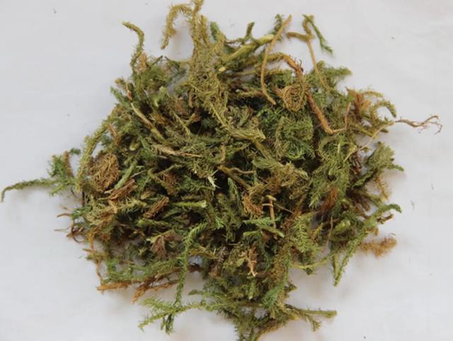 胡博士说中药|这种草药"山猫儿",原来就是风湿妙药"伸筋草"