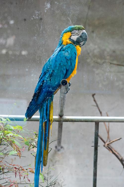 动物园里的金刚鹦鹉