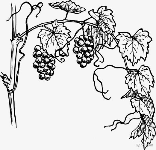 黑色葡萄藤蔓简笔画