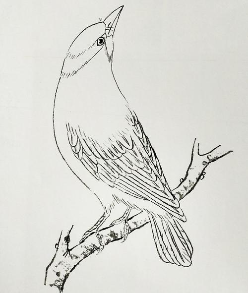 工笔禽鸟线稿:黄鹂鸟