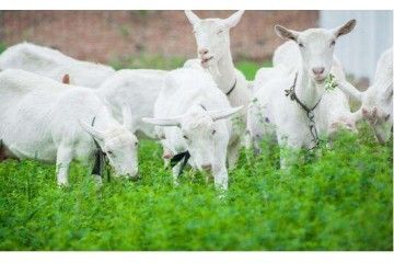 陕西纯羊奶批发厂家讲述羊奶功效作用