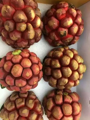 现实中像恶魔果实的水果叫什么