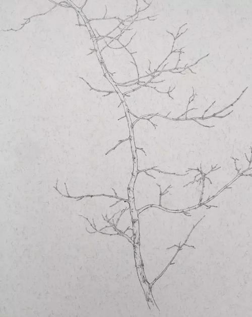 五,整树的写生 1,先从小树画起,方便入手和体会.