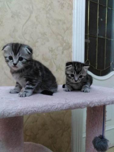 折耳银虎斑出售血统纯正—鄂尔多斯东胜区短毛猫