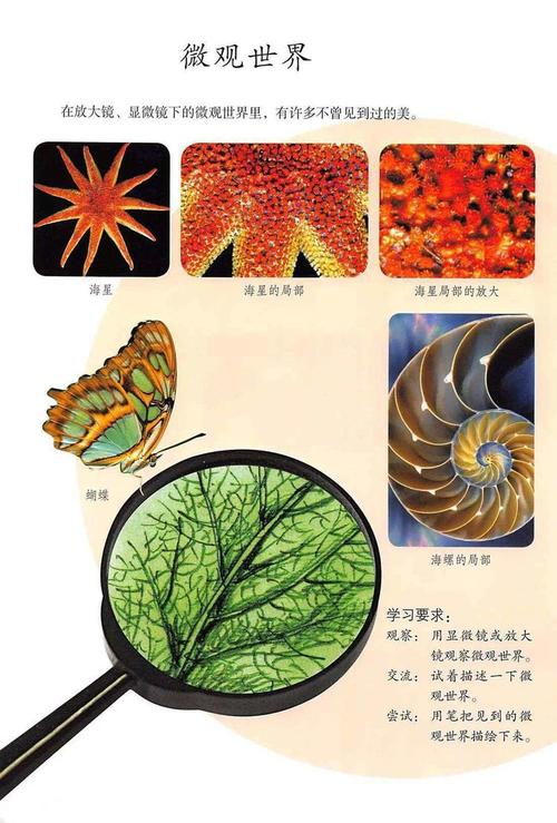 五年级美术 《微观世界》