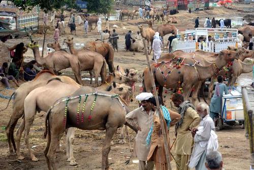 巴基斯坦:迎接宰牲节