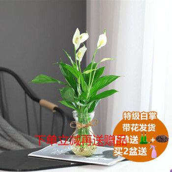 刘不丁农资红掌白掌盆栽年宵花卉植物室内好养水培一帆风顺水养四季