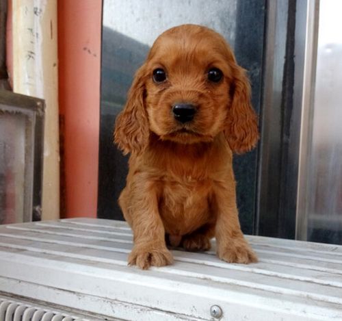 怀化可卡犬价格