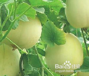 挑选香瓜的窍门