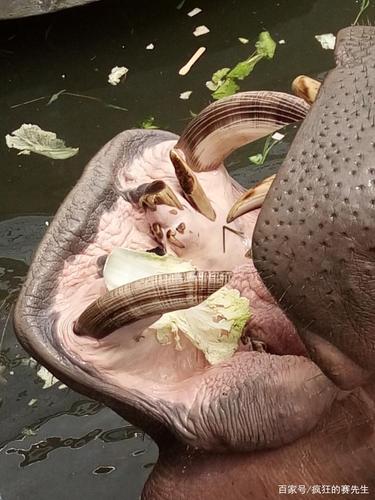 动物世界中长着奇特舌头的生物