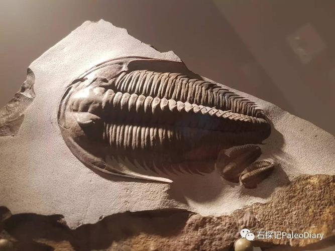 三叶虫:怪我过分美丽---休斯顿自然历史博物馆中的精品三叶虫收藏