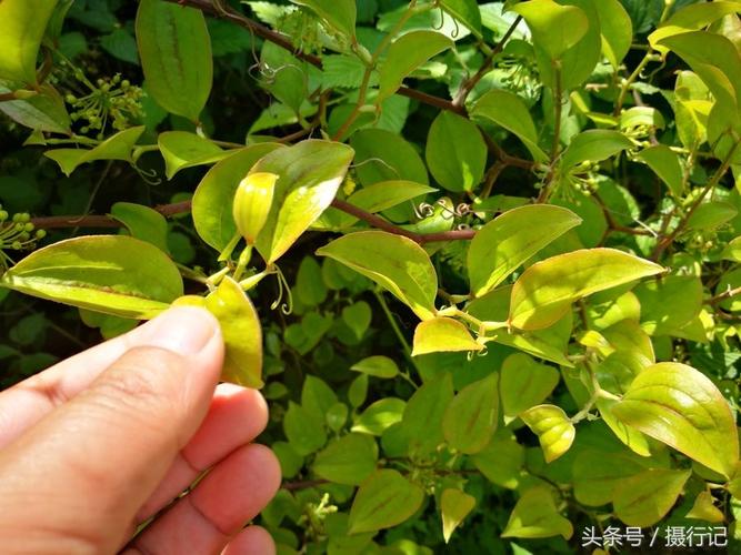 金刚藤主风湿痹痛;淋浊;带下;泄泻;痢疾;痈肿疮毒;顽癣;烧烫伤;解毒