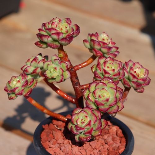 造型桩 探戈一物一拍 探戈多肉植物 探戈老桩群生 实物拍摄_易购搜