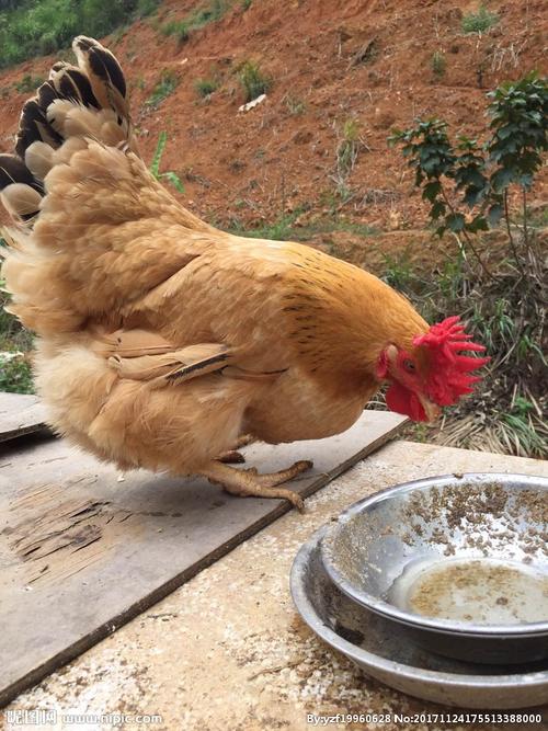 正宗辣木河田鸡图片