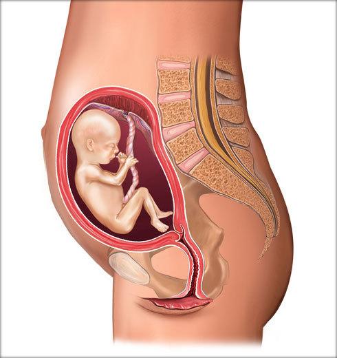 图解孕妇体内胎儿各时期发育