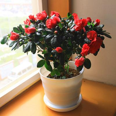 西洋杜鹃株型低矮,花朵密集,花色丰富,适宜室内盆栽,中国引进西洋杜鹃