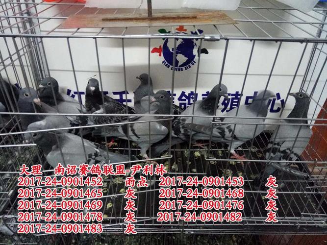 信鸽入棚照片