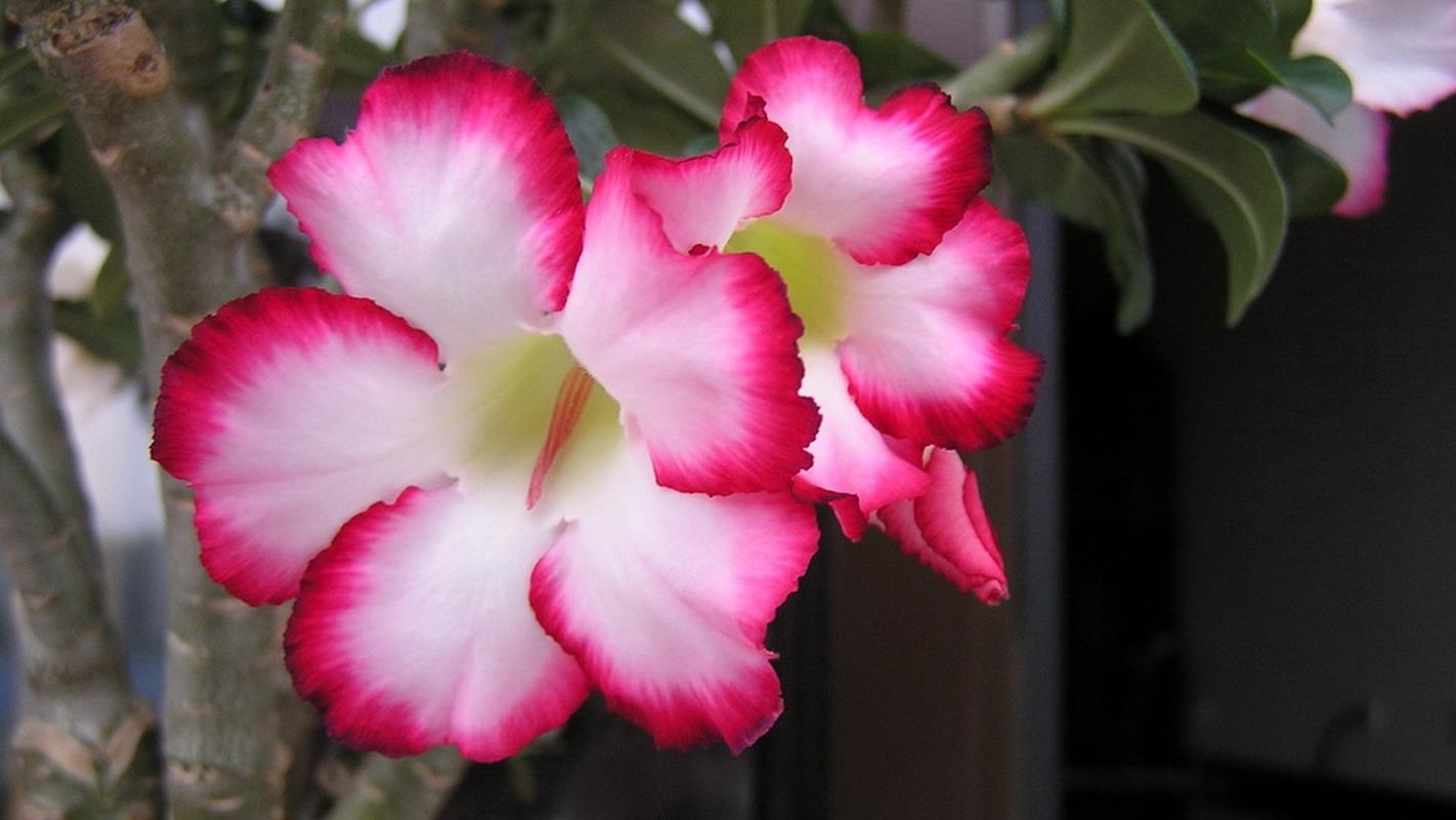 沙漠玫瑰高清图片桌面壁纸