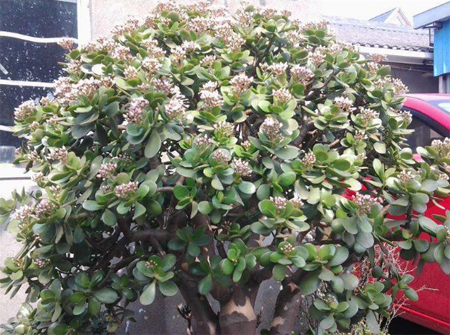 玉树花的花语,玉树开花的秘密