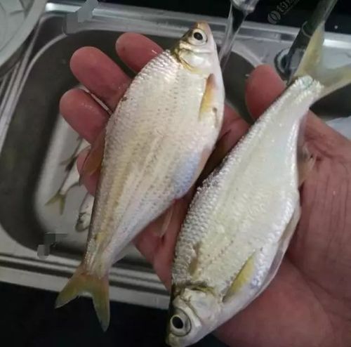 河流钓鲂鱼经验小结,自制饵料钓鳊鱼