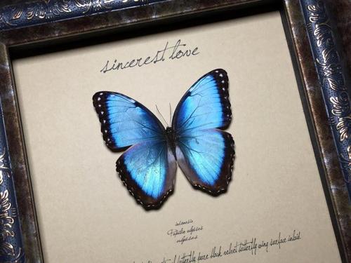 国外蝴蝶甲虫标本~奇趣的自然昆虫~巴西国蝶~蓝闪蝶