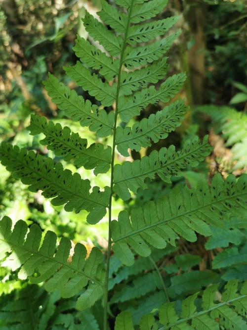 学名(拉丁) diplazium  hachijoense nakai 科 蹄盖蕨科 属 双盖蕨属