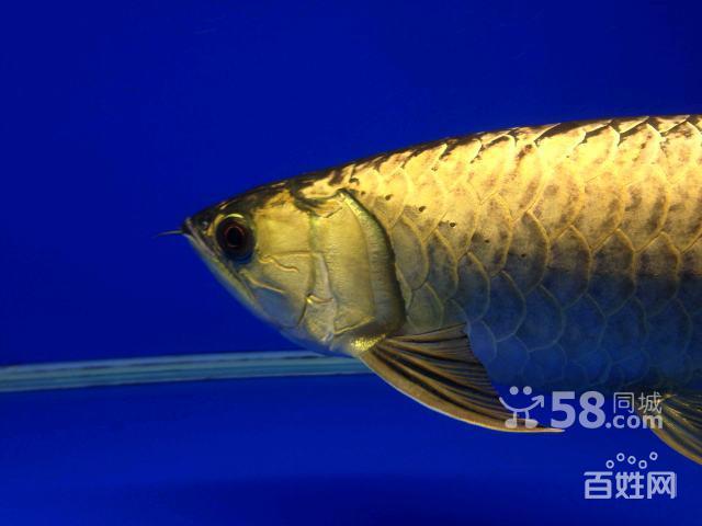 a过大金金金龙鱼