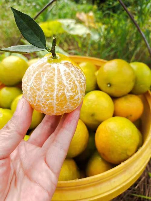 广西武鸣皇帝柑桔子新鲜黄帝柑水果德庆贡柑帝王柑橘10斤包邮