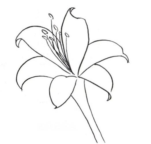 白描玉簪花