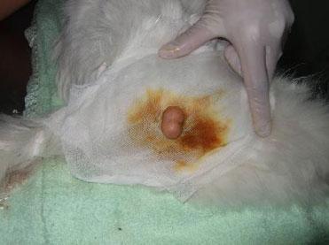 【公猫绝育】实拍公猫绝育手术过程照片