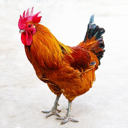 超大正宗散养1年雏鸡红公鸡新鲜整只鸡黑爪大公鸡草鸡