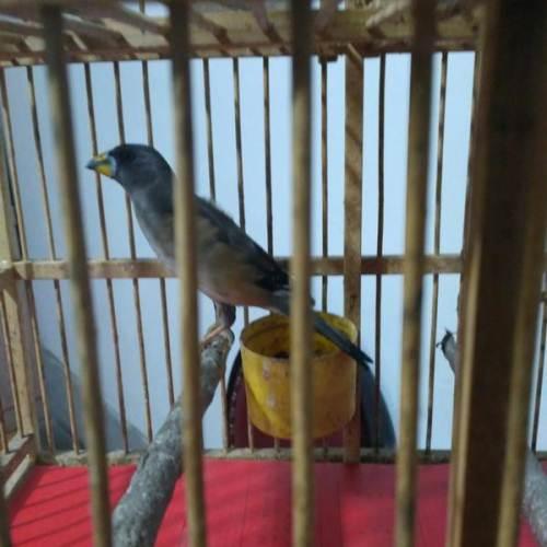 纯东北小嘴母蜡嘴鸟,哨花子,铜嘴