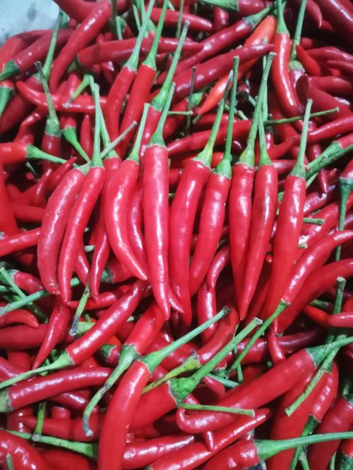 小米椒 云南省德宏傣族景颇族自治州瑞丽市