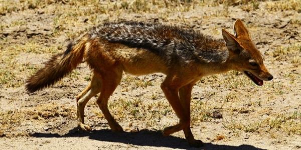蜱虫到底有多可怕?看这只流浪狗竟不停疯狂撕咬自己