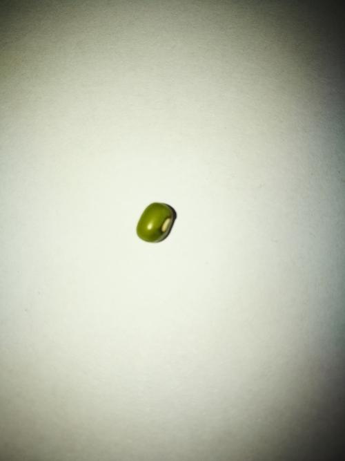 刚开始我是一颗穿着绿色外衣的绿豆宝宝.