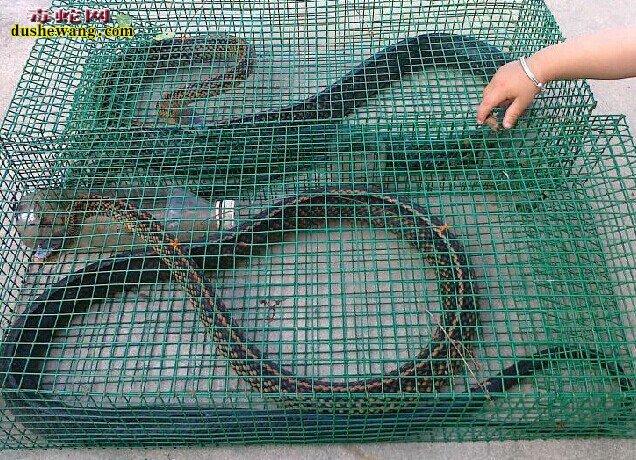 最大的乌梢蛇野生的