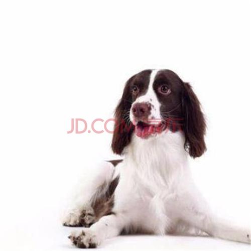 史宾格犬幼犬活体纯种宠物狗狗史宾格犬活体幼崽 史宾格-公母均有包