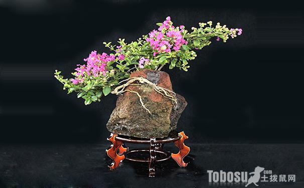紫薇花盆景制作方法紫薇花盆景图片
