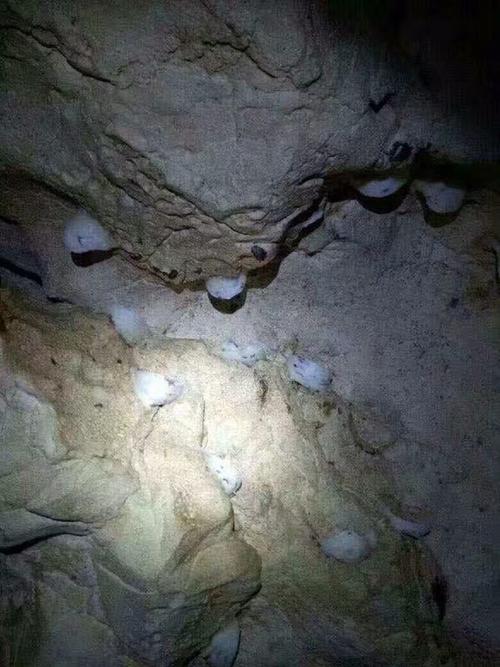 马来西亚屋燕和洞燕区分_美食_燕窝_小红书