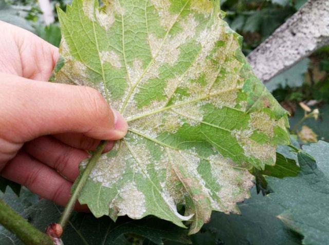 病害防控葡萄霜霉病做好这三点一季几乎不发生