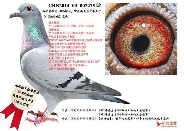开尔鸽业引进种鸽