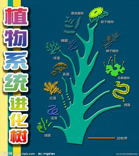 植物系统进化树挂画图片