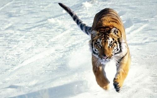 野生东北虎时隔19年再现黑龙江桦南 两次掠食家养黄牛