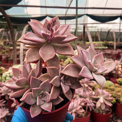 胧月韩彩莲老桩粉色精品多肉植物室内多肉植物