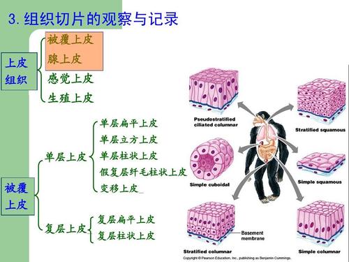 人体组织解剖学—上皮组织和肌组织